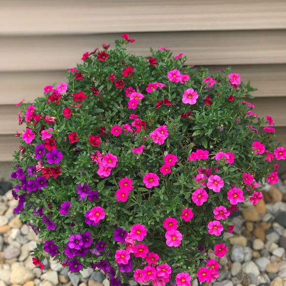 Meet your Posher, Sheri - Picture 5 of 7